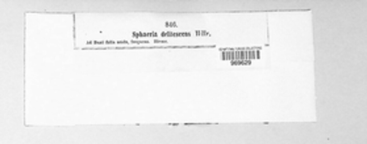 Guignardia miribelii image